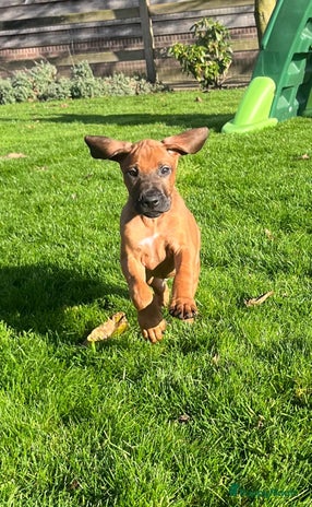 Rhodesian Ridgeback honden - Advertentie 1