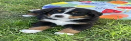 Berner Sennenhond honden te koop: Prachtige Raszuivere Berner Sennen pups te koop in Voorthuizen - Advertentie 4