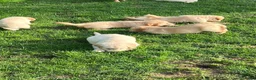 Golden Retriever honden te koop: Prachtige golden retriever pups (geteste ouders) - Advertentie 6