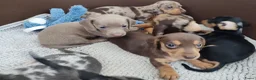 Teckel (korthaar)  honden te koop: Mooie dwergteckeltjes, aparte kleurtjes - Advertentie 6