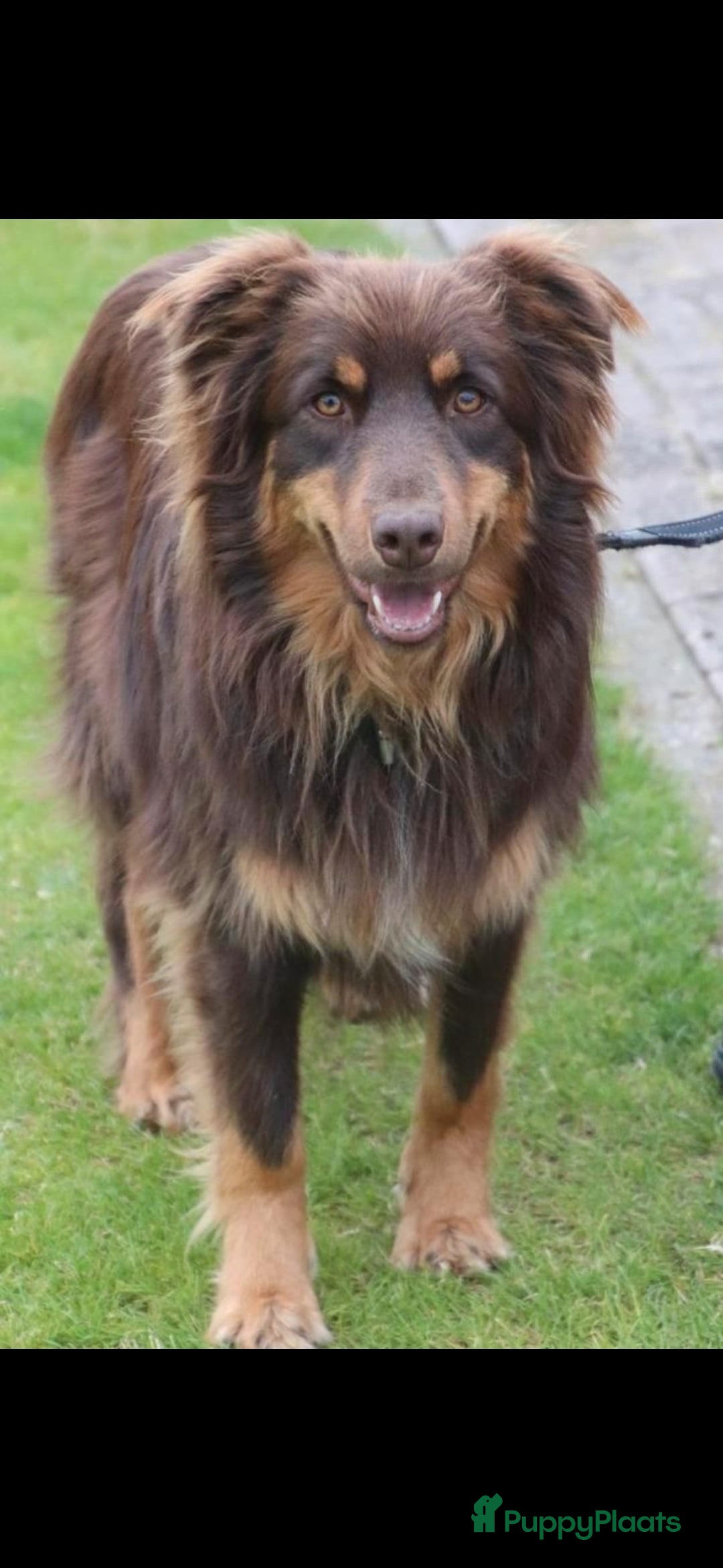 Australian Shepherd honden te koop: Mooie australian sherperd pups. - Advertentie 5