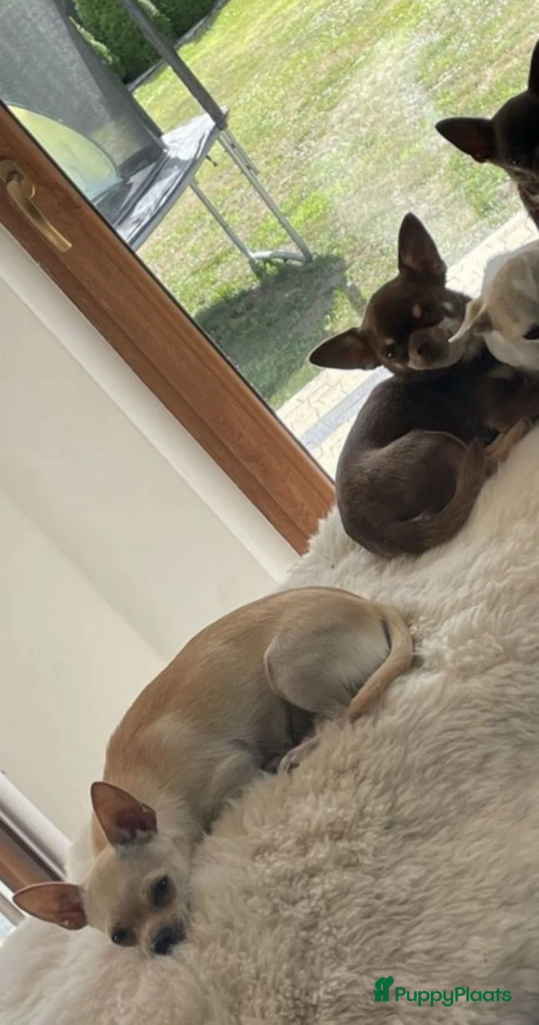 Chihuahua honden te koop: Chihuahua pup - Advertentie 4