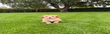 Maltipoo 4
