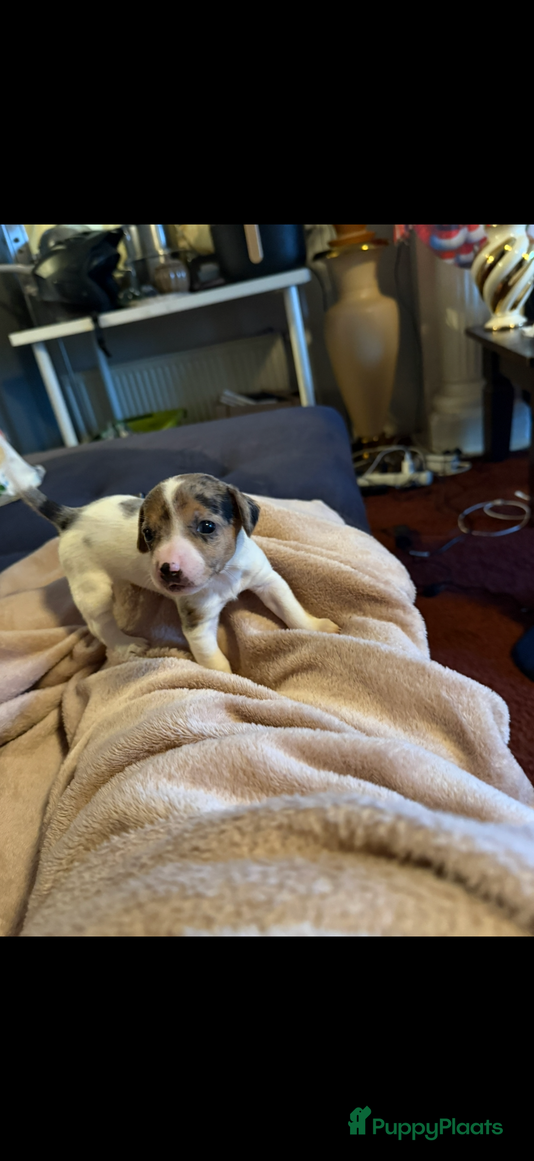 Jack Russel Terriër honden te koop: Jack russel pups - Advertentie 38