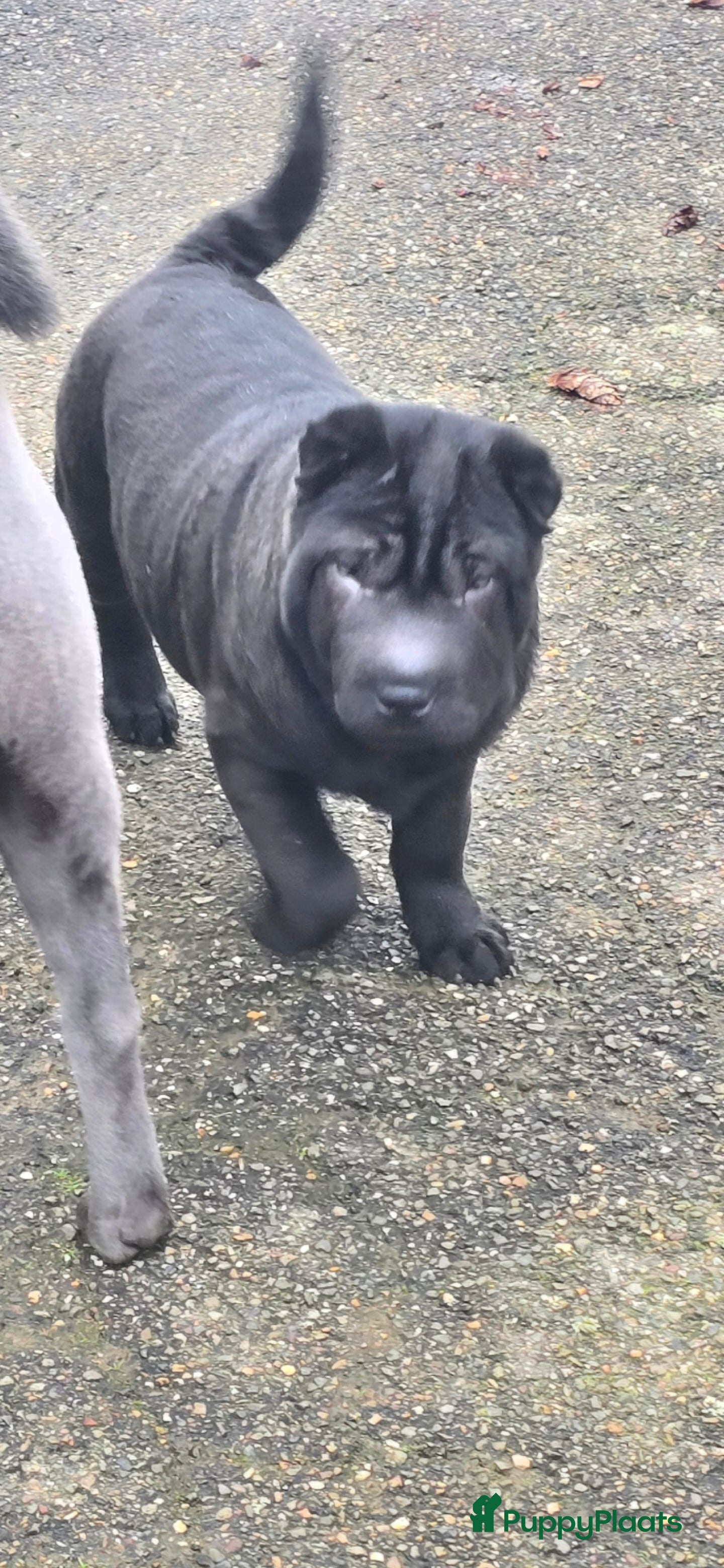 Shar Pei honden   Nog 2 mooie  sharpei    - Advertentie 2