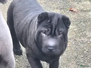 Shar Pei honden Nog 2 mooie sharpei - Advertentie 1
