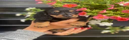 Teckel (langhaar) honden te koop: Langharige teckel pups - Advertentie 6