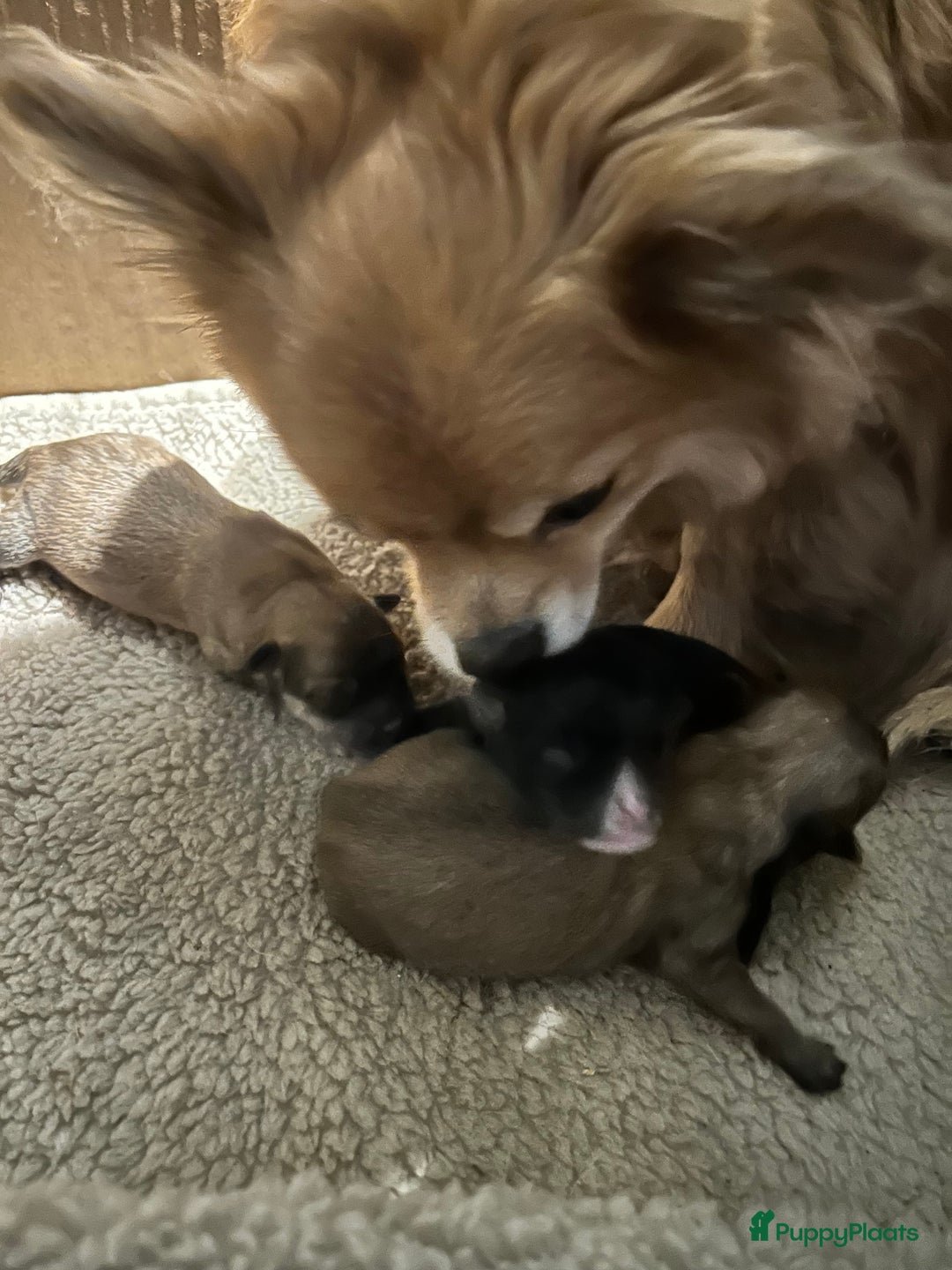 Pomchi honden te koop: Pomchi/pomeriaan - Advertentie 1