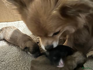 Pomchi honden Pomchi/pomeriaan - Advertentie 2