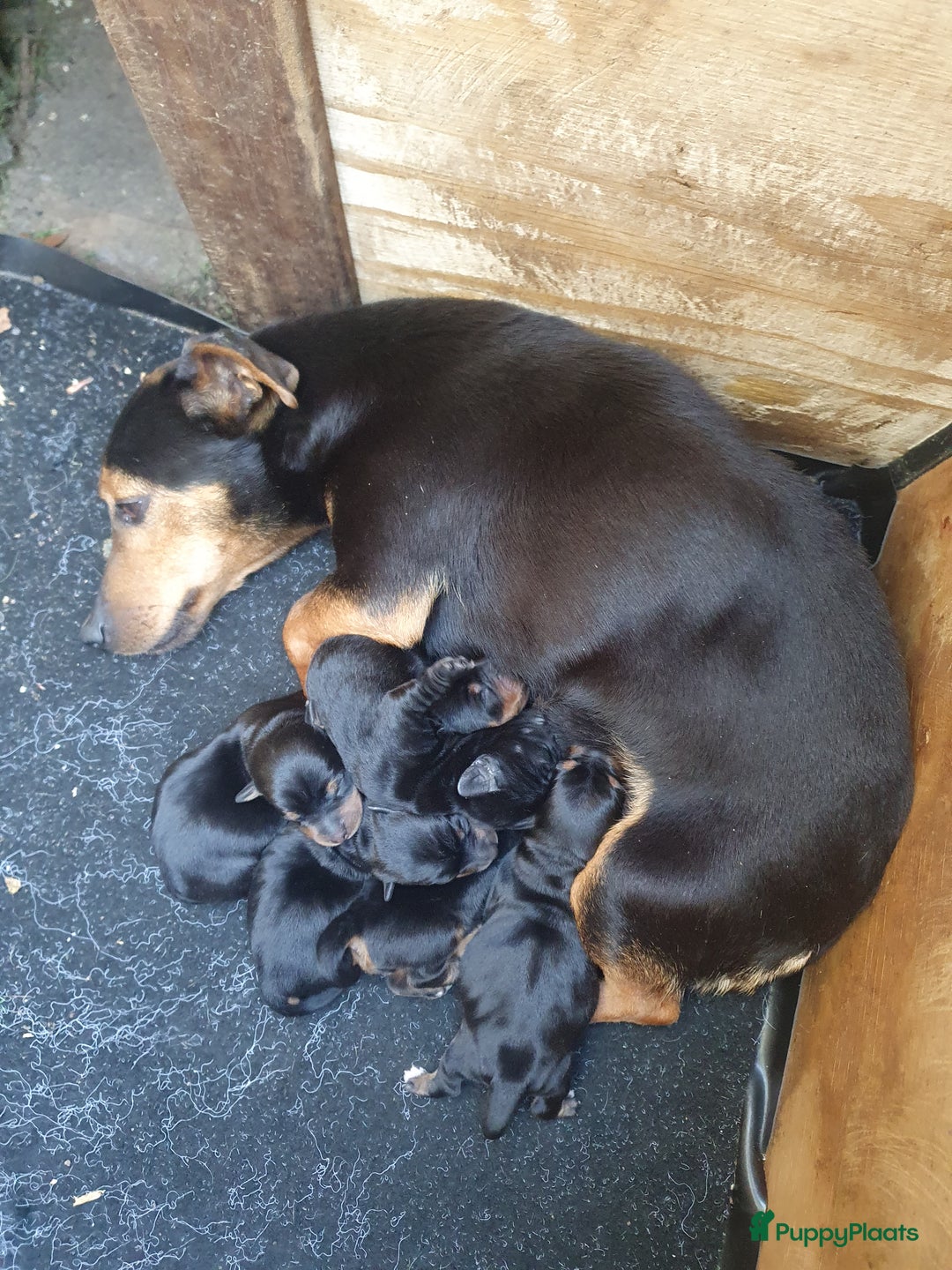 Jack Russel Terriër honden te koop: Jack russel. × yoypoedel - Afbeelding 4