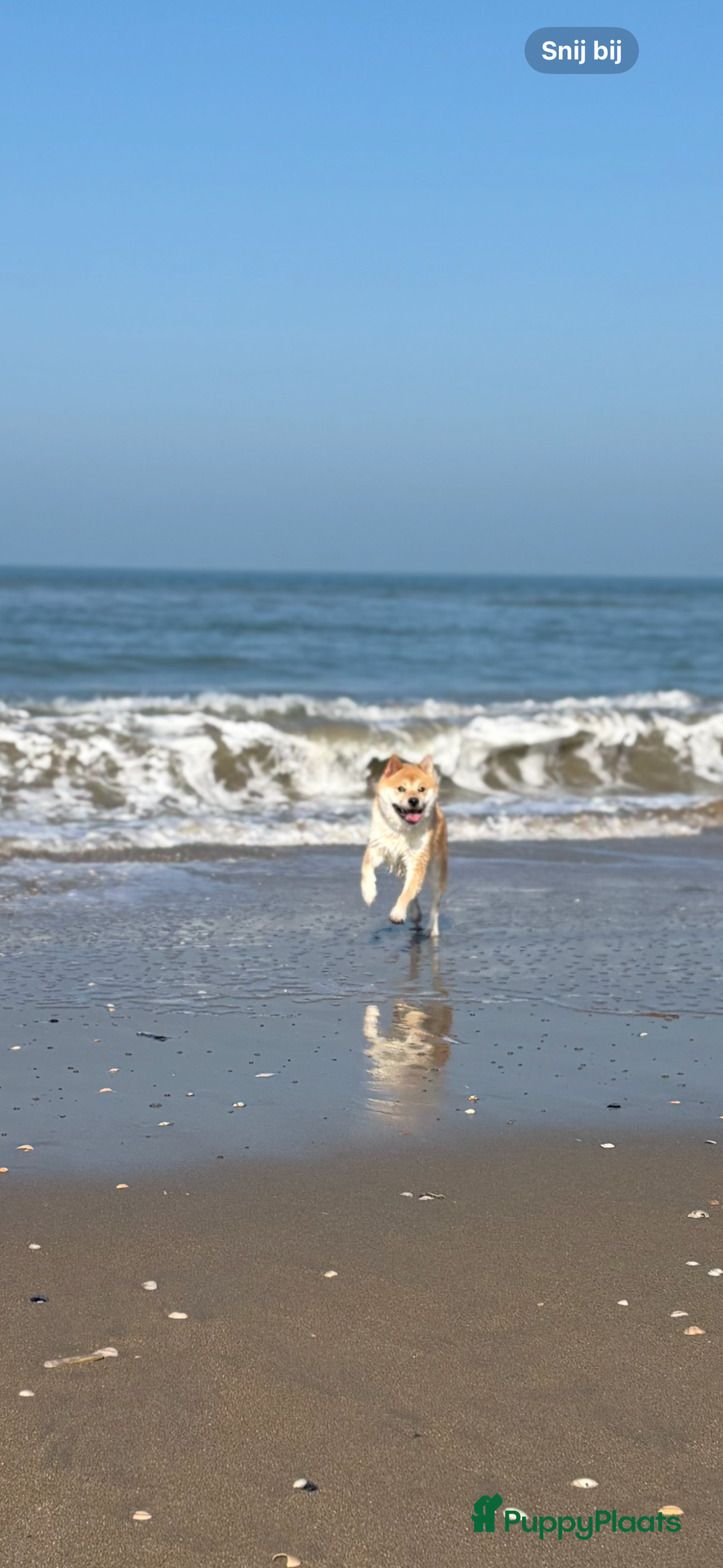 Shiba honden ter dekking: Dek reu Shiba Inu - Advertentie 15