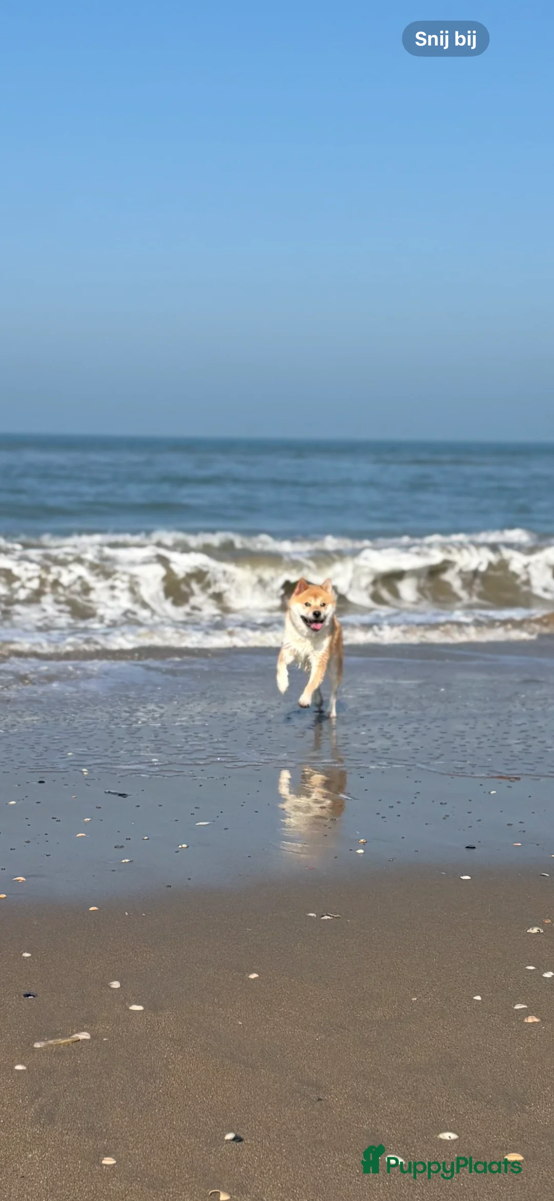 Shiba honden ter dekking: Dek reu Shiba Inu - Advertentie 15