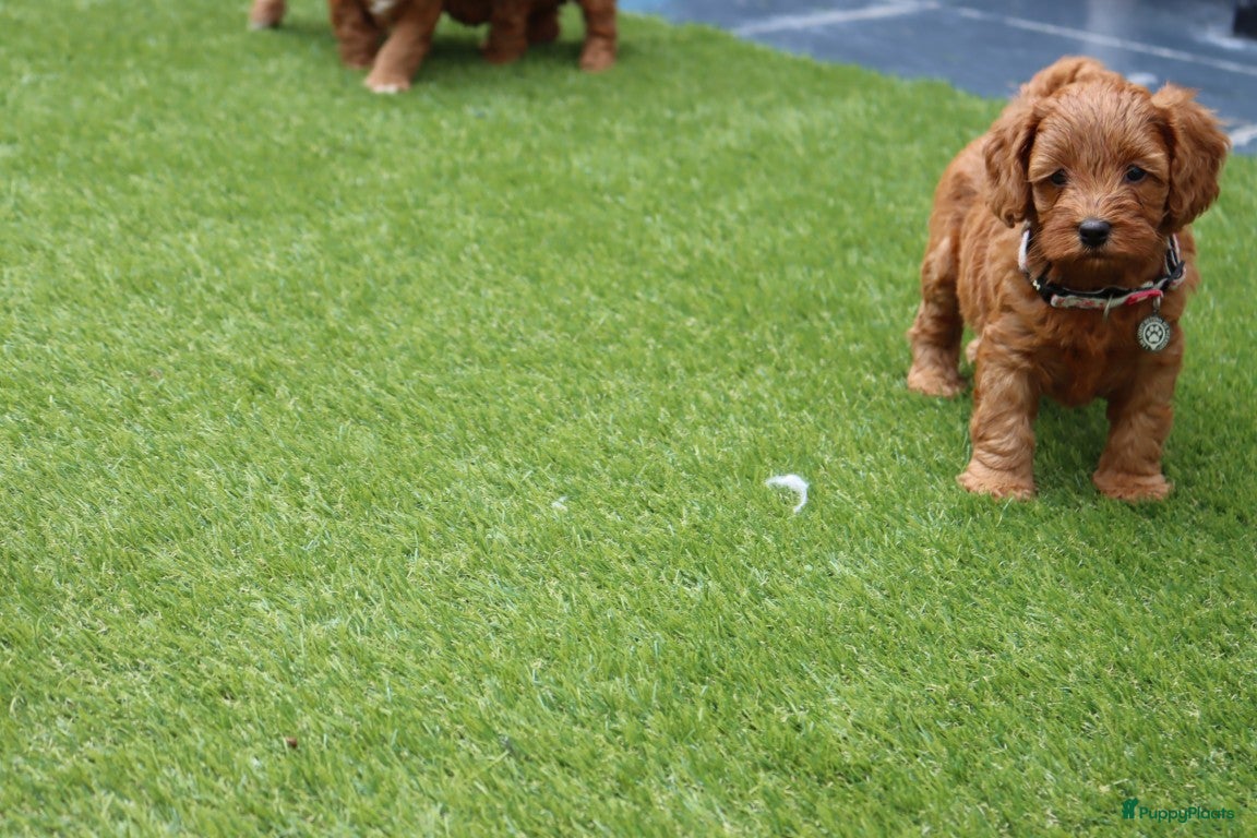 Australian Labradoodle honden te koop:  6 lieve Mini/medium Australian labradoodle pups - Advertentie 7