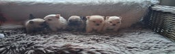 Pomchi honden te koop: Prachtige pomeriaan x pomchi's pups  - Advertentie 1