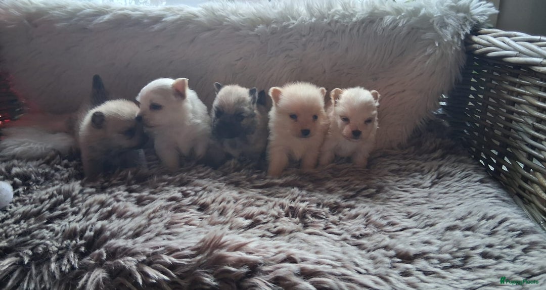 Pomchi honden te koop: Prachtige pomeriaan x pomchi's pups  - Advertentie 1