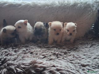 Pomchi honden Prachtige pomeriaan x pomchi's pups - Advertentie 6