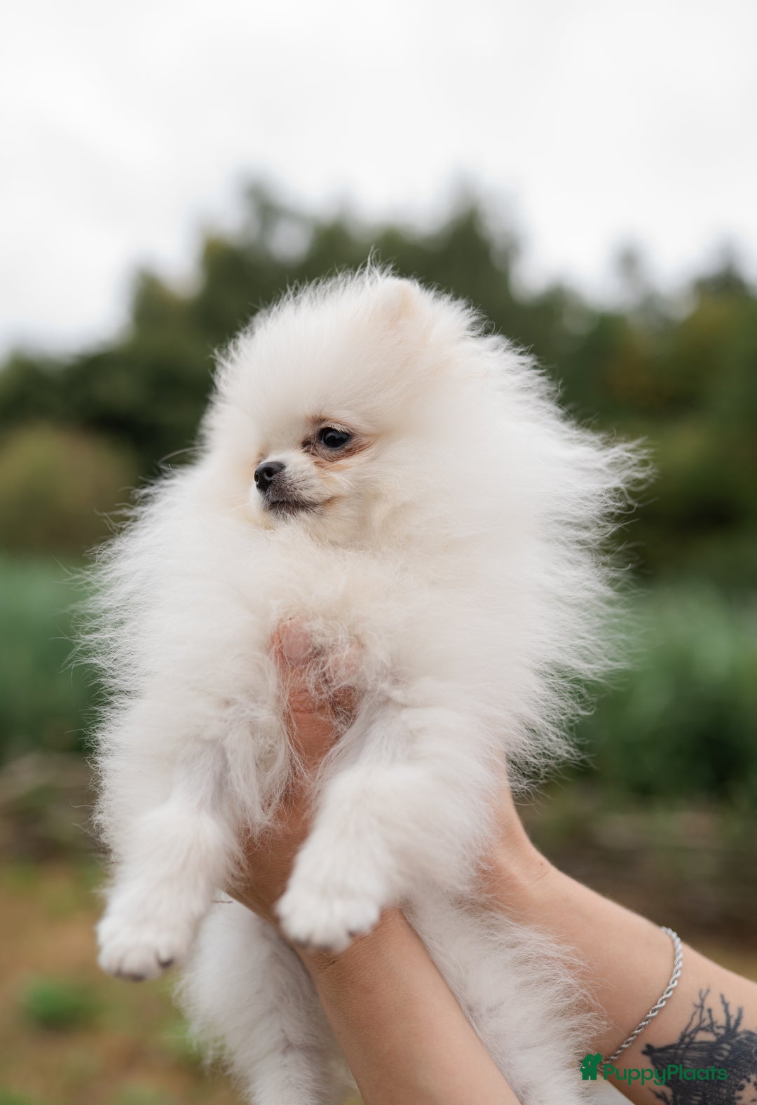 Pomeriaan honden te koop: Pomeranian Mila❤️ - Advertentie 18