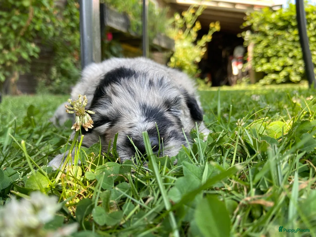 Kruising honden ter dekking: Ter dekking kruising australian shepherd - Advertentie 34