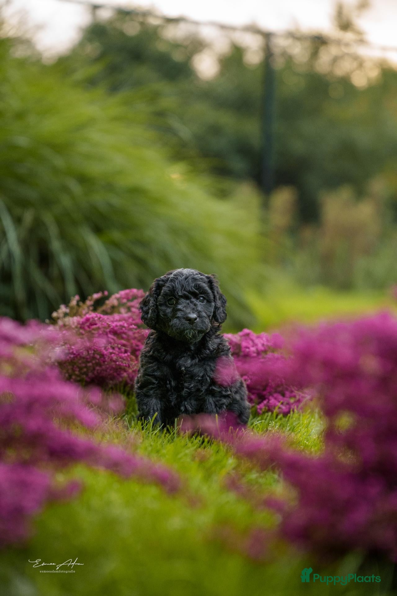 Kruising honden te koop: Bernedoodle BELLA ZOEKT HAAR GOUDEN MANDJE🤎 - Advertentie 2
