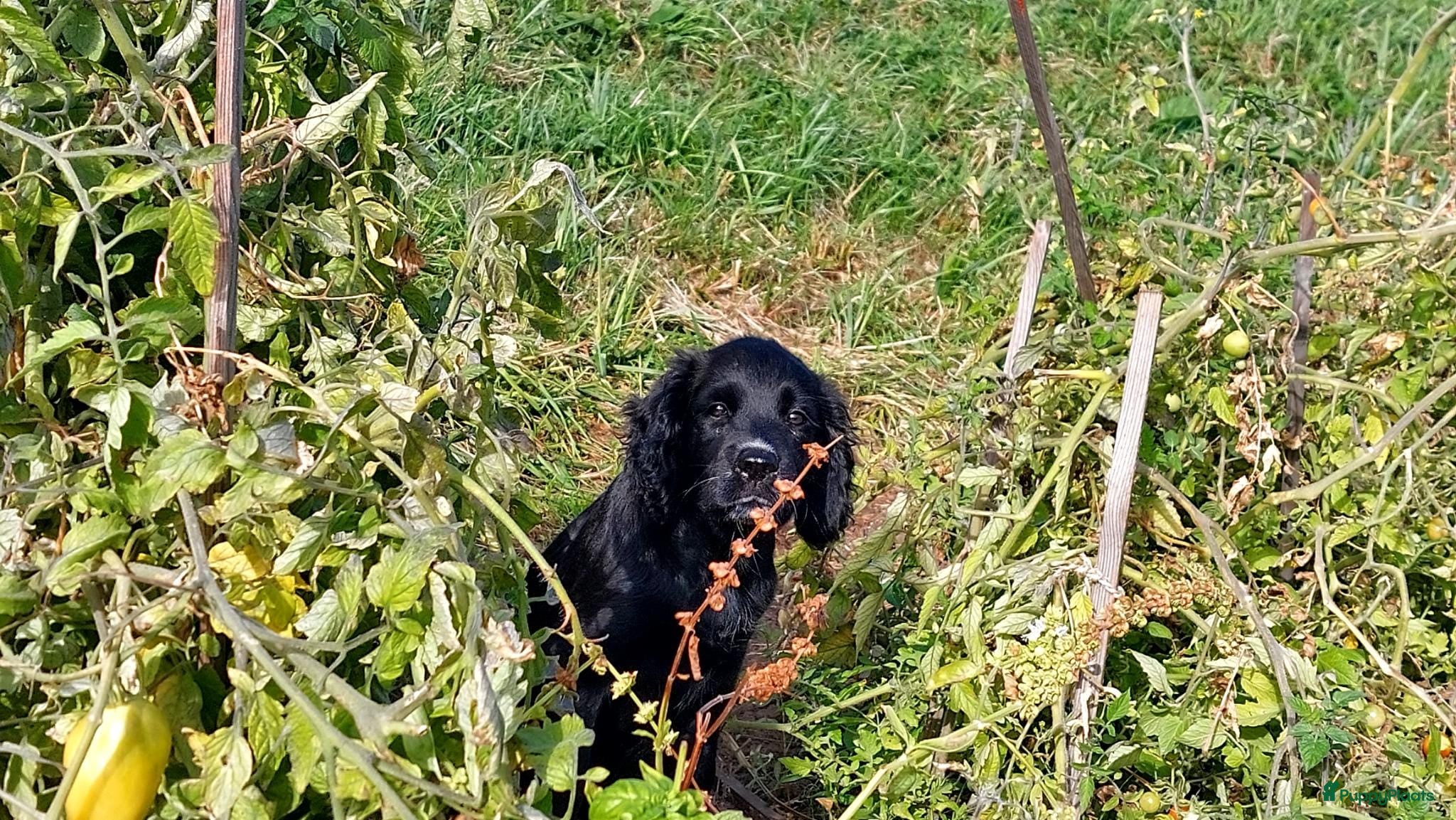 Kruising honden Friese stabij/engelse cocker spaniel  - Advertentie 1