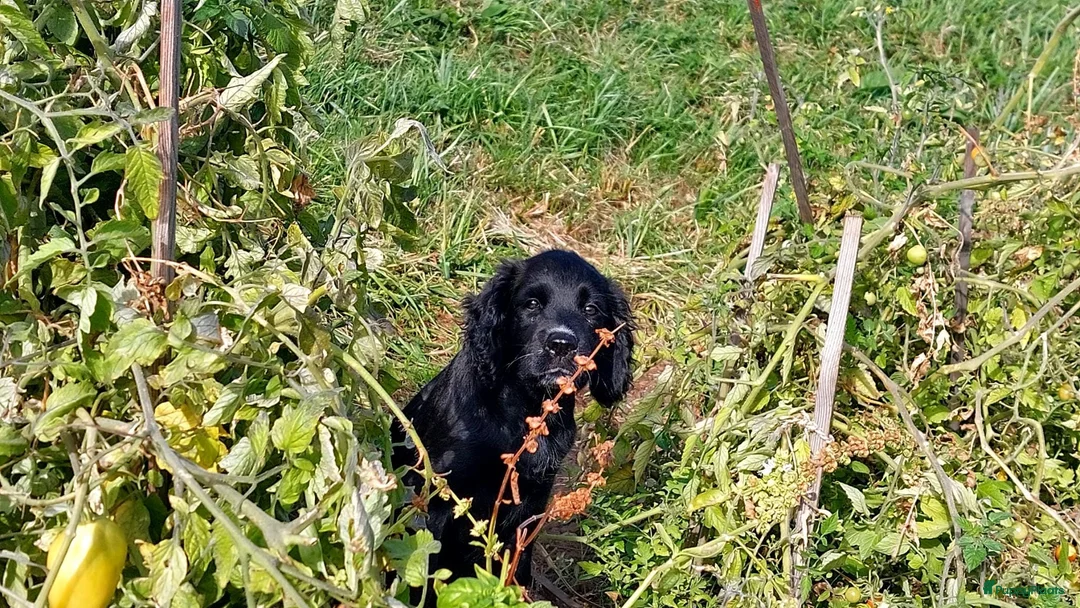 Kruising honden te koop: Friese stabij/engelse cocker spaniel  in Kinderdijk - Advertentie 1