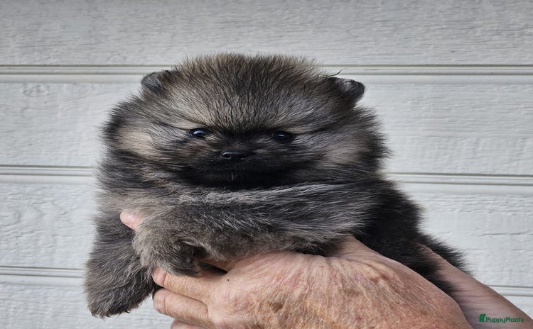 Pomeriaan honden - Advertentie 12