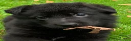 Duitse Herder honden te koop: Duitse herder pup nog 1 reu beschikbaar. - Advertentie 22