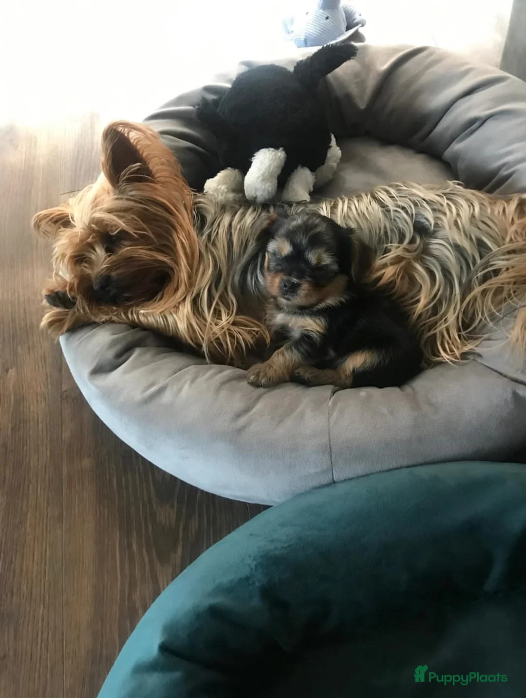 Yorkshire Terriër honden te koop: Yorkshire Terriër puppy - Advertentie 4