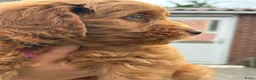Labradoodle honden te koop: Kleine medium exclusieve blue eyes (F4 teefjes) - Advertentie 12