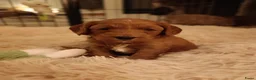 Labradoodle honden te koop: Mini Labradoodle pups - Advertentie 6