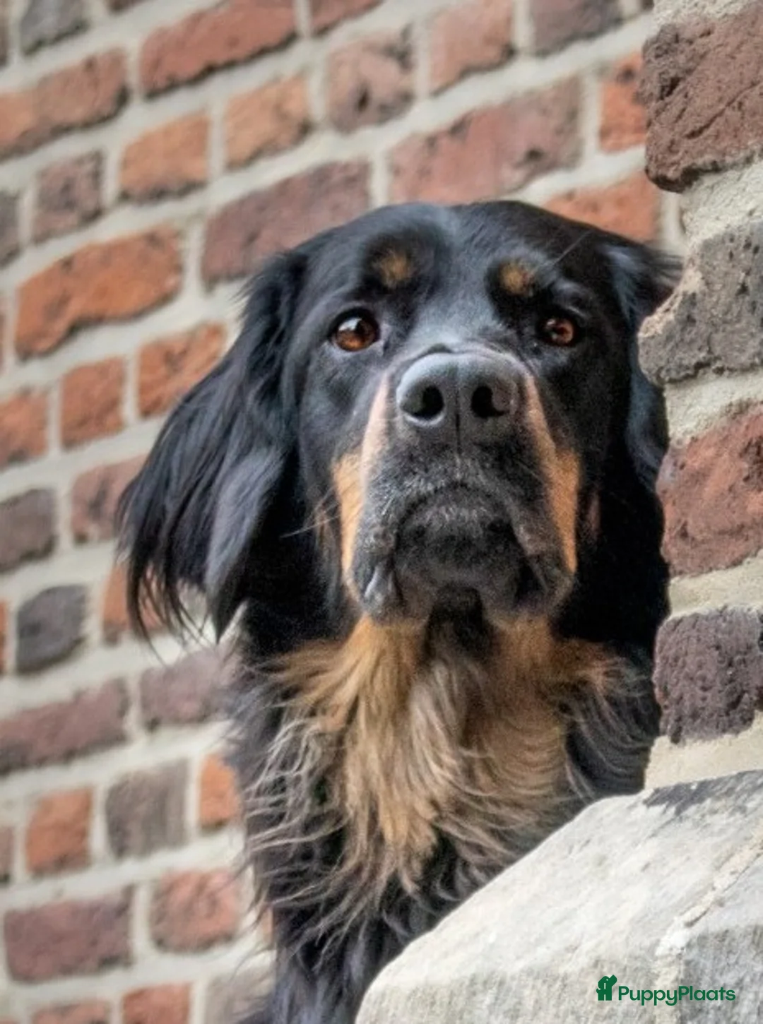 Galerij afbeelding {{count}}