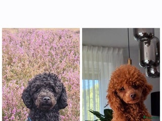 Poedel Toy honden Prachtige toypoedel pups teefjes - Advertentie 1