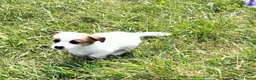 Jack Russel Terriër honden te koop: Jack Russell terriër pups met Stamboom - Advertentie 4