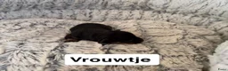 Kruising honden te koop:  Dwergpincher x Chihuahau X Kaninchenteckel pups. - Advertentie 6