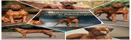 Rhodesian Ridgeback honden te koop: Rhodesian Ridgeback pups - Advertentie 1