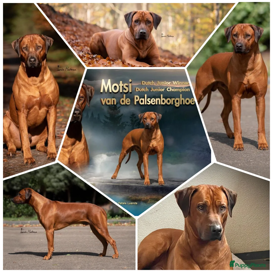 Rhodesian Ridgeback honden te koop: Rhodesian Ridgeback pups - Advertentie 1