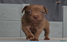 Mexicaanse Naakthond honden te koop: Mexicaanse Naakthond Miniatuur, Xolo, met vacht - Afbeelding 7