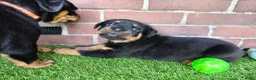 Rottweiler honden te koop: 8 Rottweiler pups. - Advertentie 17