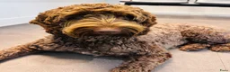 Labradoodle honden ter dekking: Prachtige bruine labradoodle ter dekking - Advertentie 1