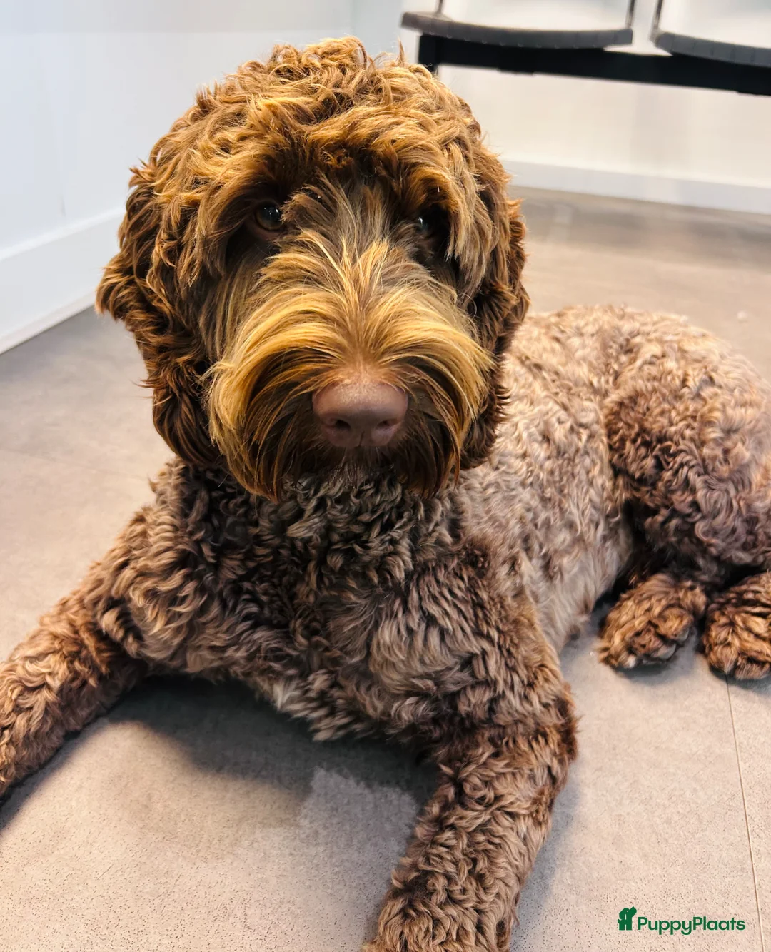 Labradoodle honden ter dekking: Prachtige bruine labradoodle ter dekking - Advertentie 1