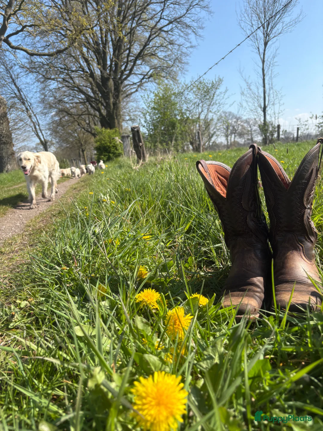 Golden Retriever honden te koop: Mooie lieve boerderij puppy’s  - Advertentie 20