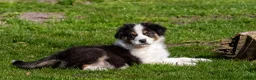 Australian Shepherd honden te koop: 🐾 Australian Shepherd pups - goed gesocialiseerd  - Advertentie 20