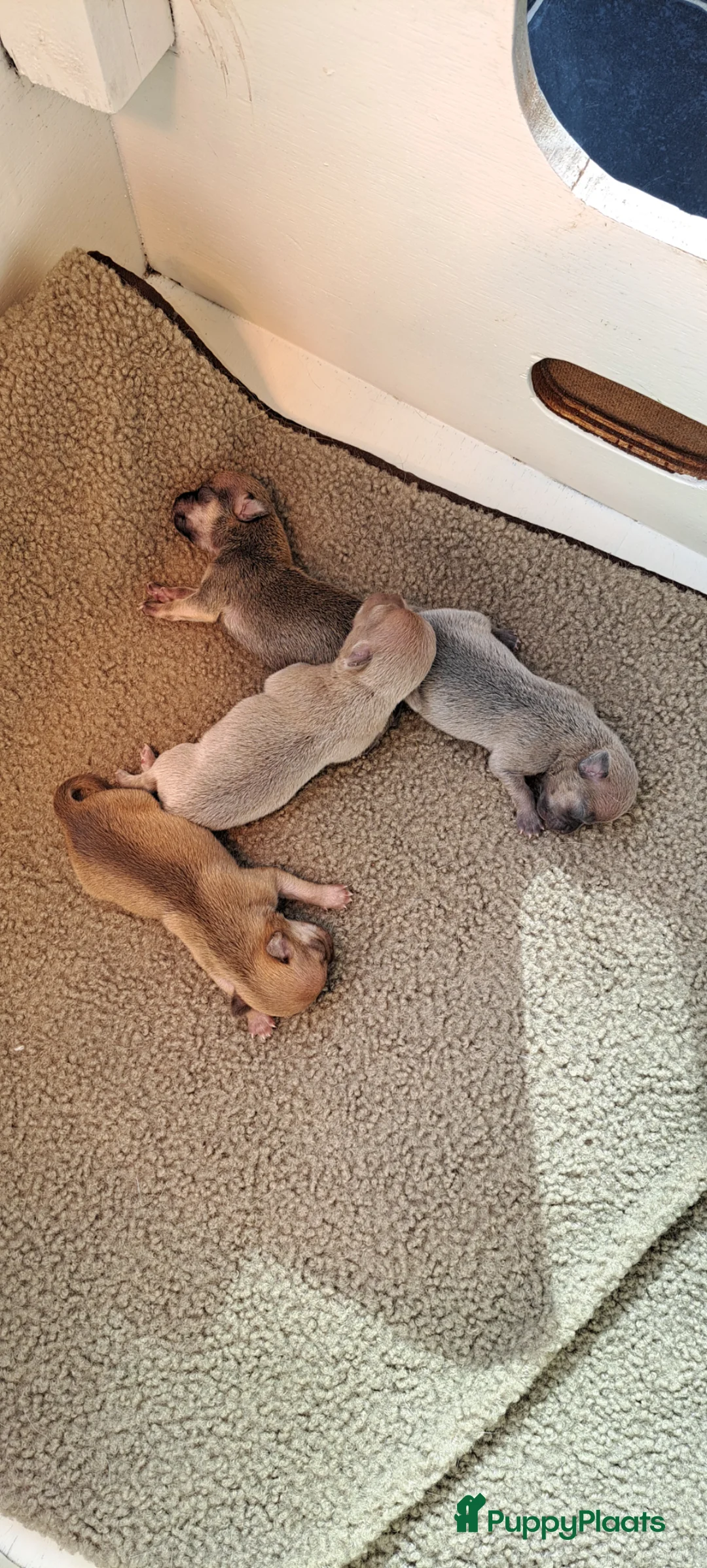 Chihuahua honden te koop: Prachtige volras chihuahua pups - Advertentie 2
