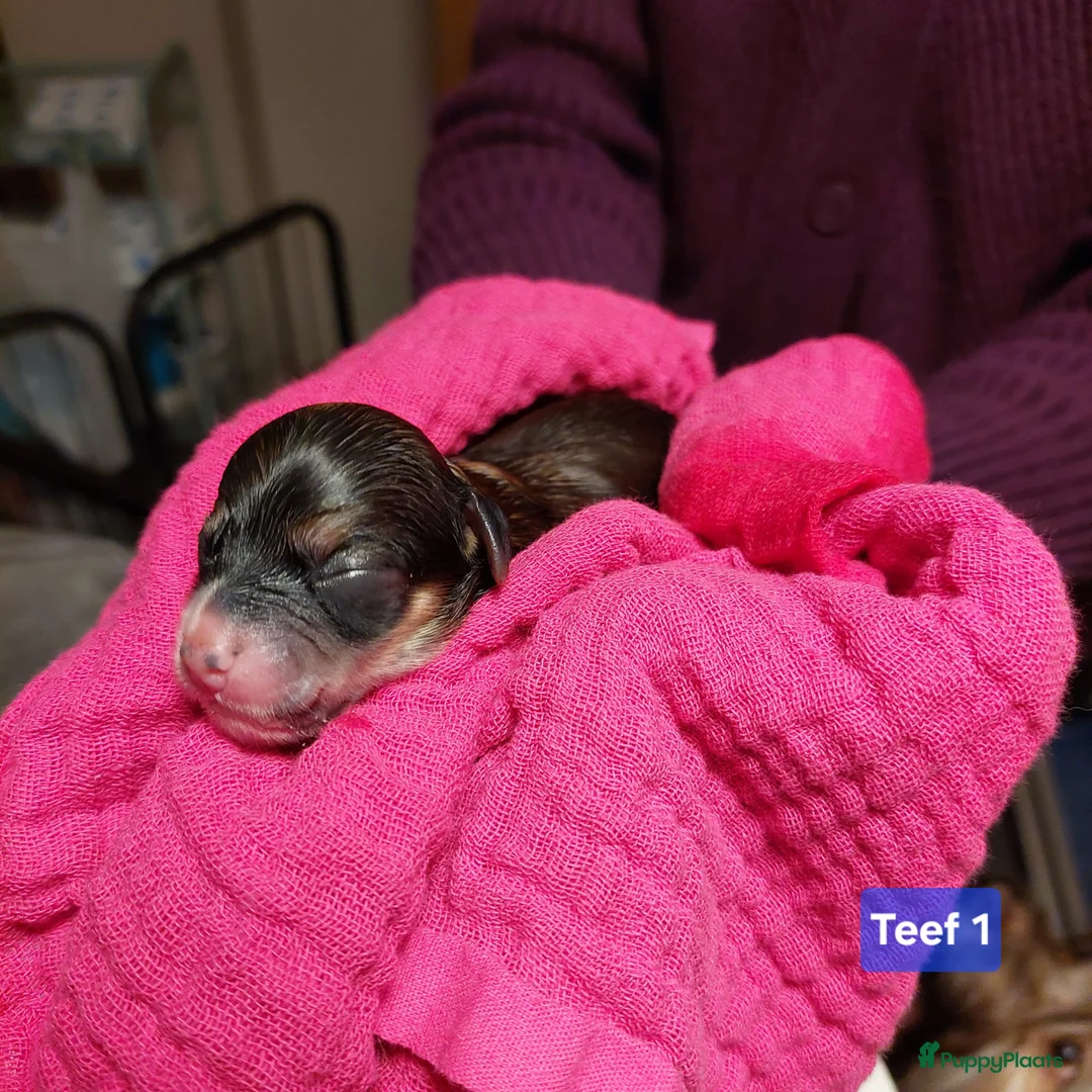 Havanezer honden te koop: Havanezer pups met FCI stamboom - Advertentie 8