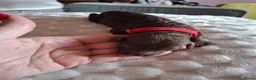 Labradoodle honden te koop: Mooie mini labradoodle puppies  - Advertentie 18