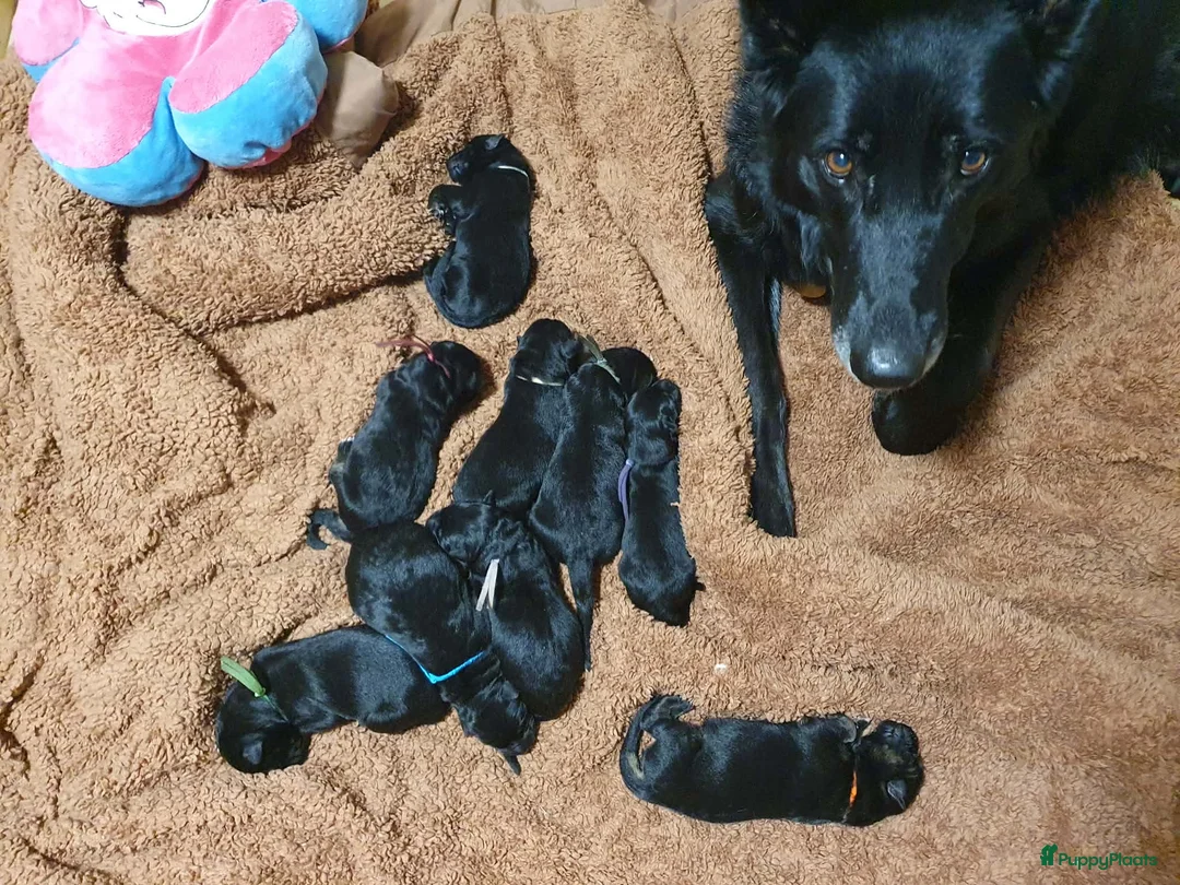 Duitse Herder honden te koop: Liefdevol gefokte Duitse Herder pups - Advertentie 2