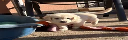 Goldador honden te koop: Golden retriever pups in Swifterbant - Advertentie 9