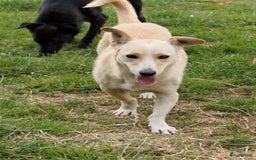 Kruising honden ter adoptie: maverick een zeer leuk hondje in Ridderkerk - Afbeelding 4