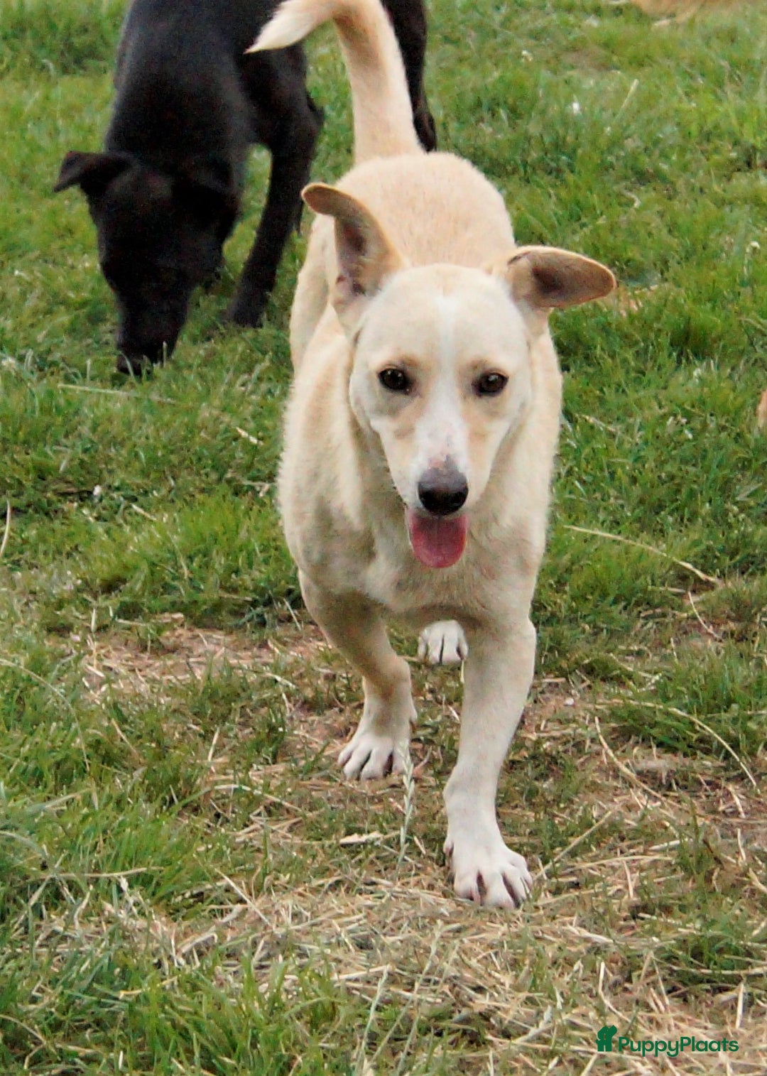 Kruising honden ter adoptie: maverick een zeer leuk hondje in Ridderkerk - Afbeelding 4
