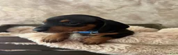 Teckel (korthaar)  honden te koop: Prachtige dwerg teckels  - Advertentie 4